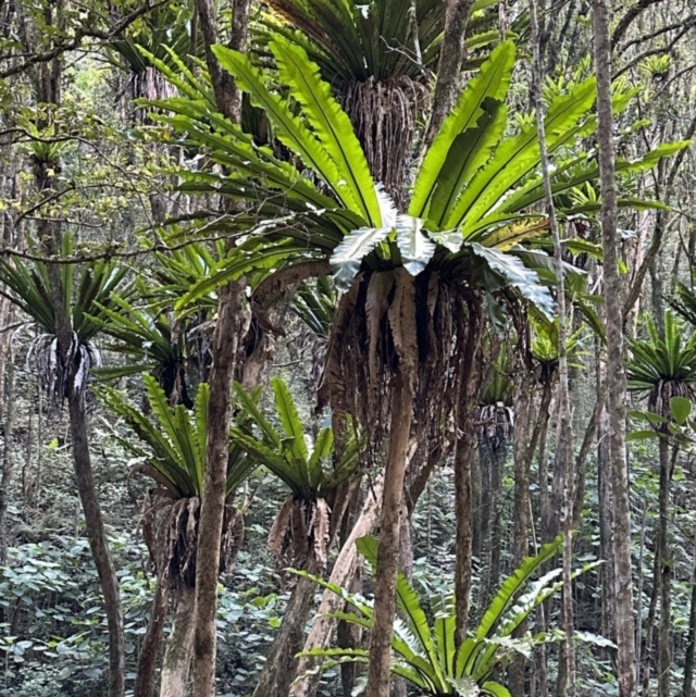 Australian Ferns