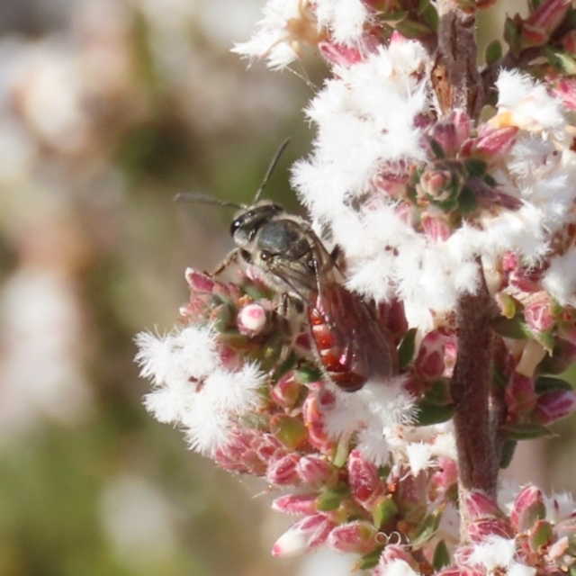 Winter Pollinator Research Project