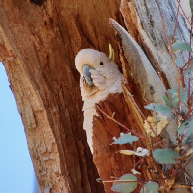 Breeding distribution of sulphur-crested cockatoos in the ACT