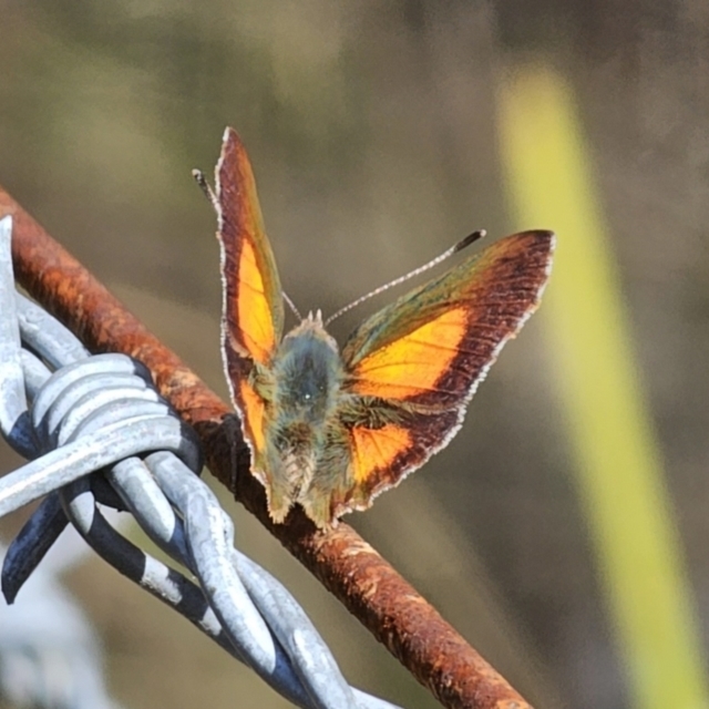 Australian Butterflies