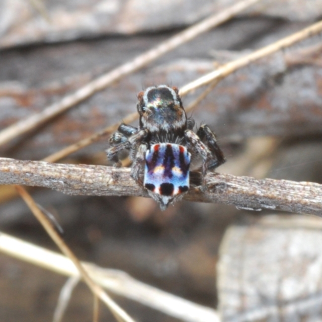 ACT Peacock Spiders