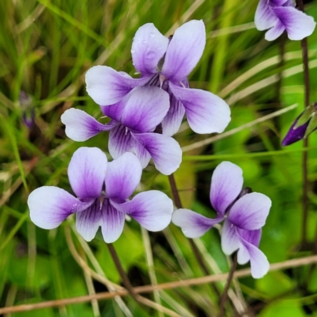Viola sp. nov.