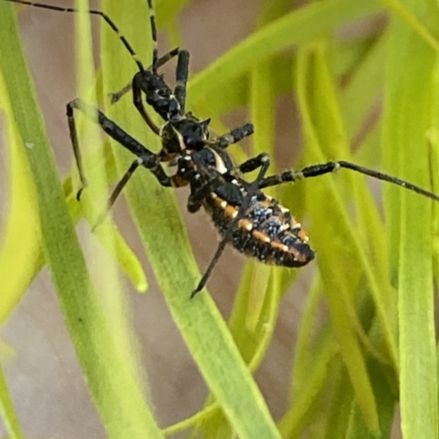 Assassin Bugs