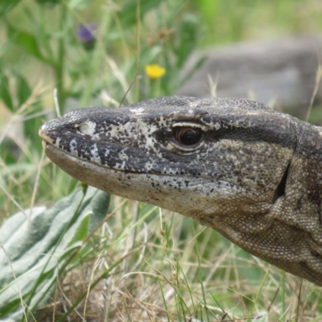 NPA Goanna Project