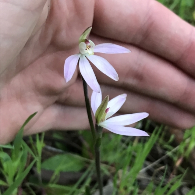 Field Guide to Native Plants of Red Hill Nature Reserve