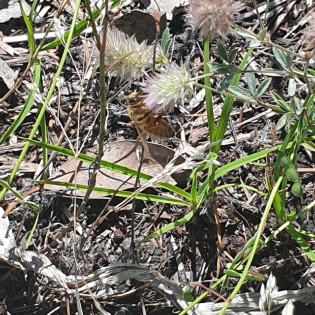 Little Taylor Grassland - 2023-12-18