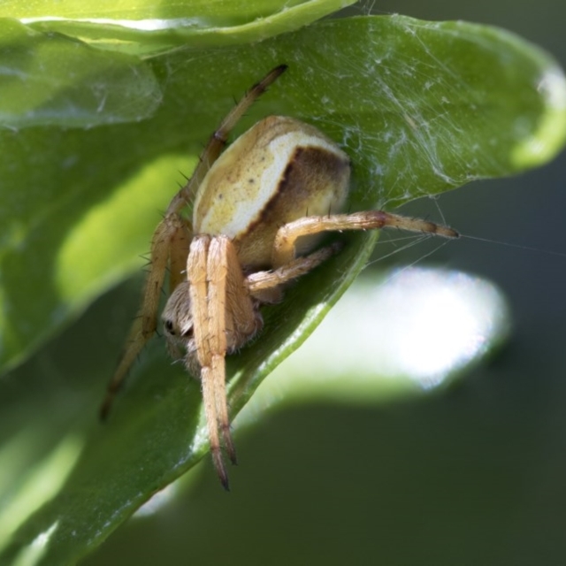 spiders for identified