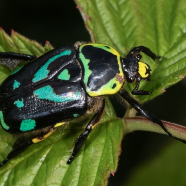 Flower Chafers - Cetoniidae