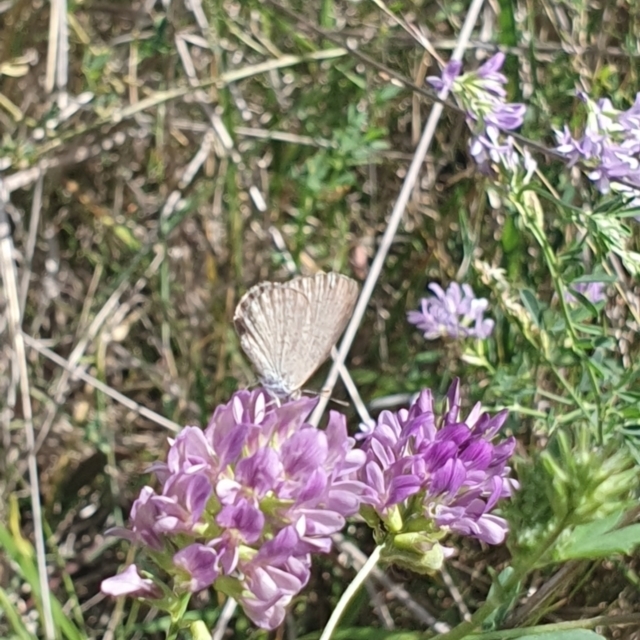 Pollinator survey - Debenham St 2024-02-07