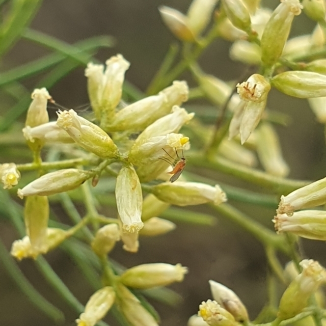 Pollinator survey - Stirling Park 2024-02-14