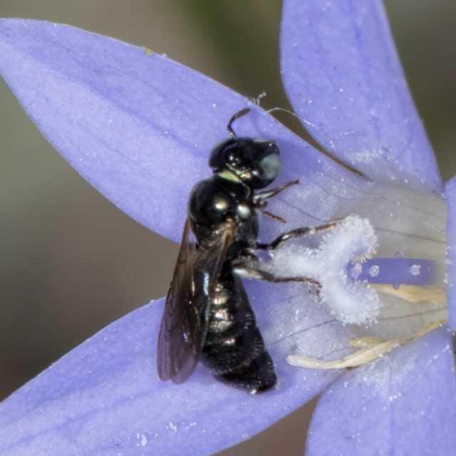 Blue Devil Grassland (BDG) 8 Mar 2024