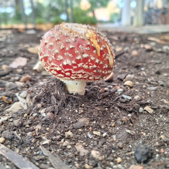 ANU Biodiversity - Banks Precinct