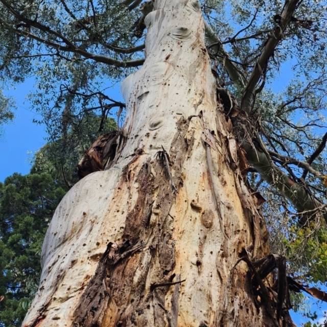 Big Eucalypts of Greater Melbourne