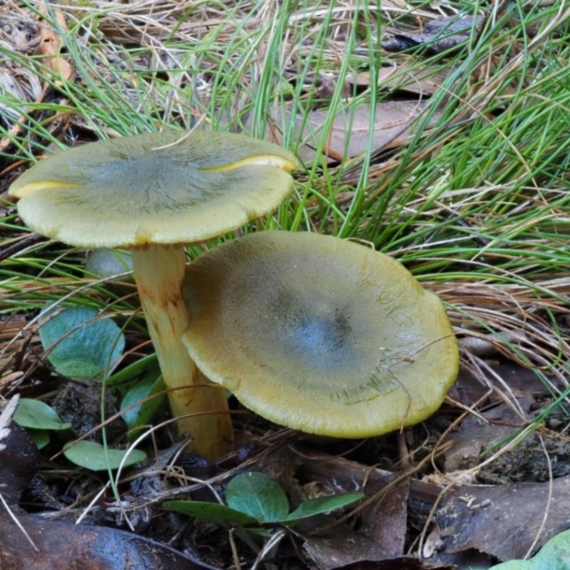 Fungi associated with Eucalypts