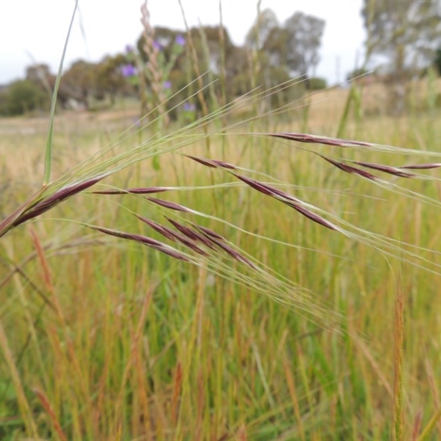 Weeds of National Significance