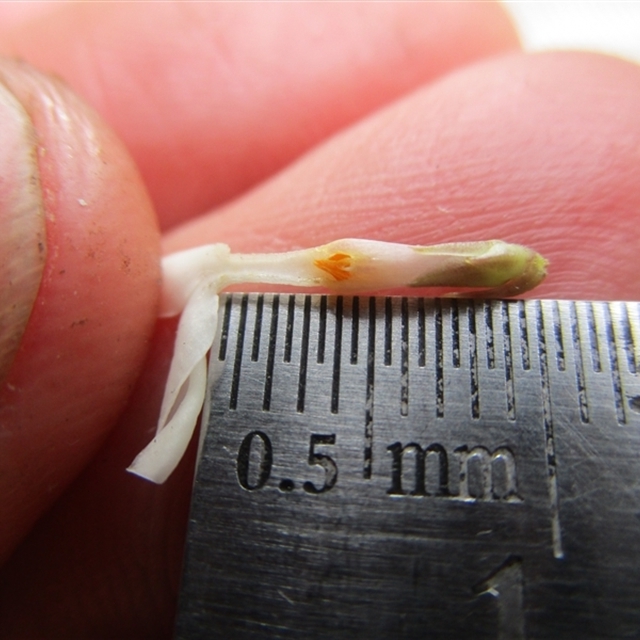 naturemapr-sighting-import Alyxia oblongata Mossman Council nursery flower dissection and ruler measurement photos for clear information for IDs 2023 Nov 22 no 8