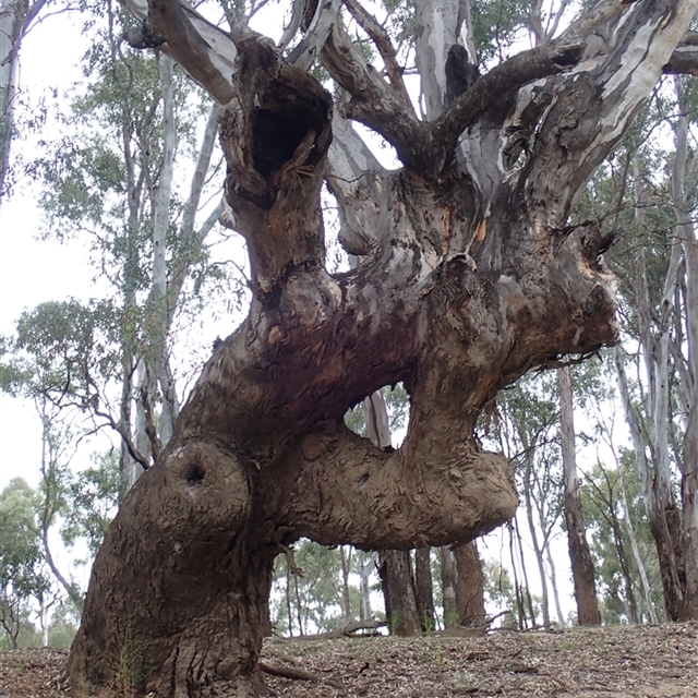 Culturally Modified Trees - Ring Trees