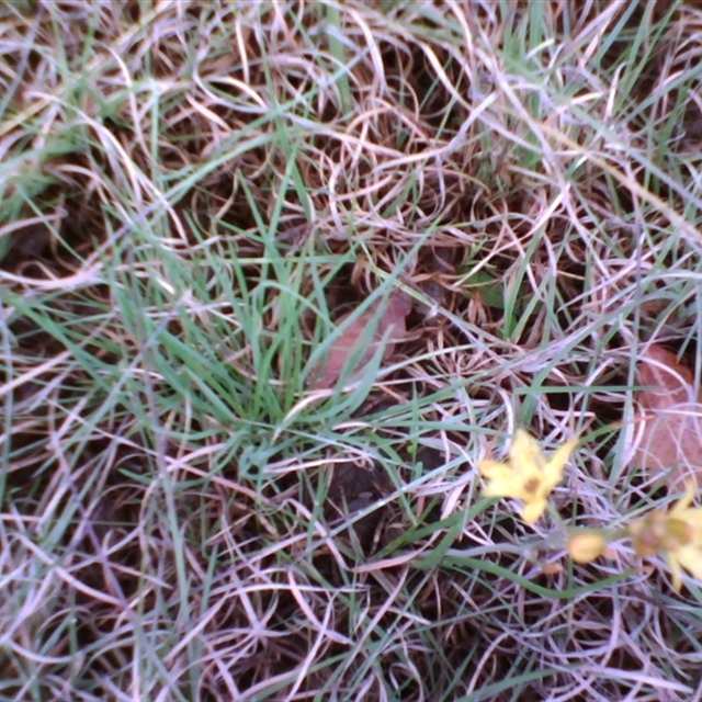 2010 Oct 13-Nov–Dec Indigenous Grassland beside St Marks, Canberra, with Murnong (Microseris) import 2024 Oct 17 11-28