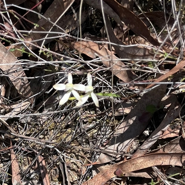 Canberra Orchids