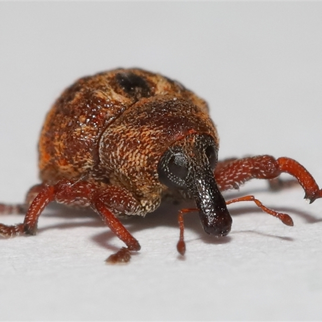 Weevils Im struggling to recognise