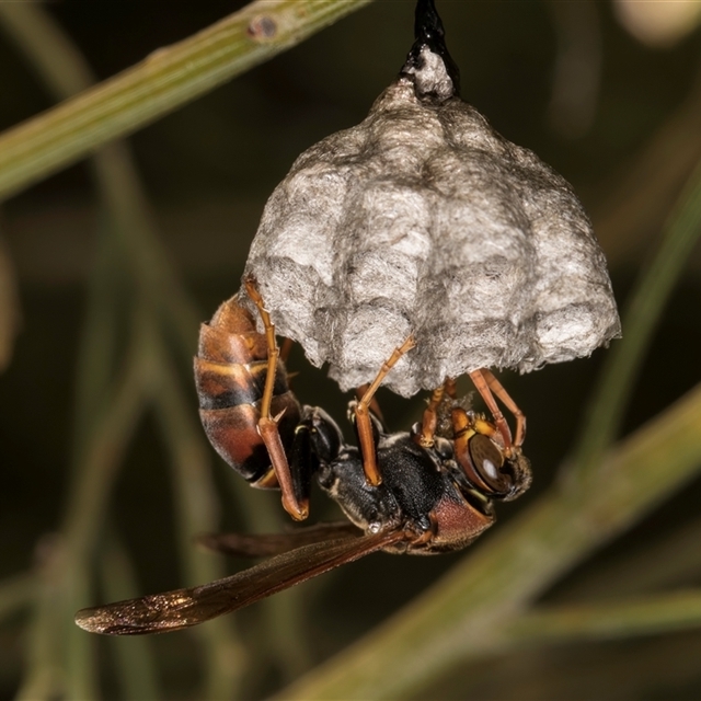 Wasps