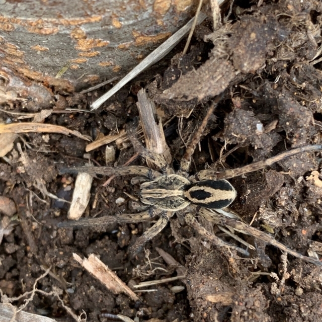 Wolf spiders to come back to