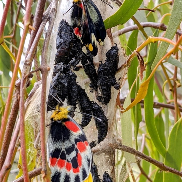 Mistletoe associations