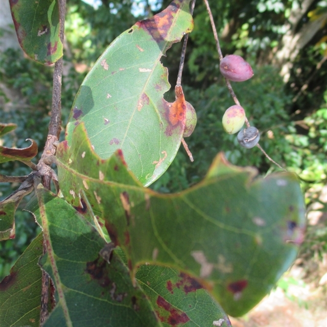 Yalanji Bubu Terminalia 4 sightings of 3 spp. –import 2025 Jan. 17th