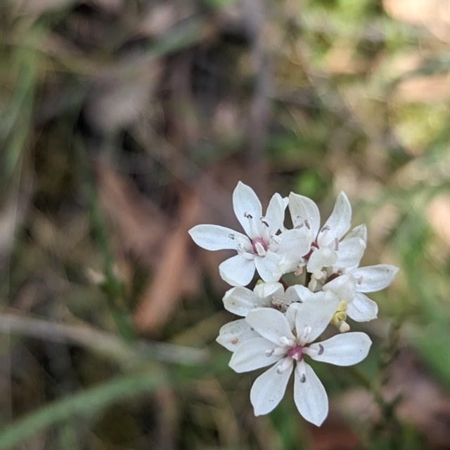 Aus-wide BOF sightings