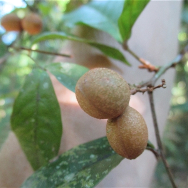 NatureMapr sightings import (template 2025 May 8th) Arytera pauciflora 2015 Mossman Gorge fruiting stages raised walkway after crossing above first creek and back onto the paved ground track
