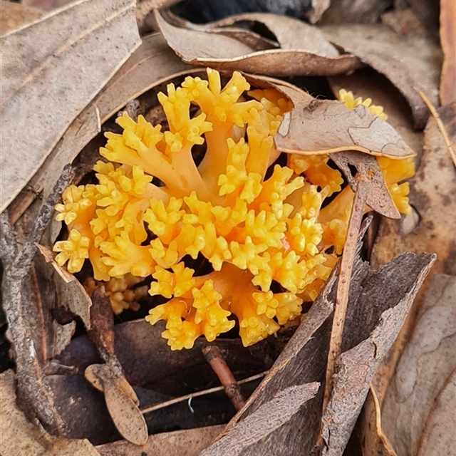Fungi ACT