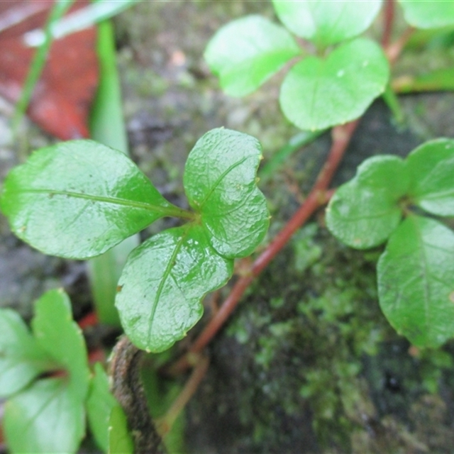Rainforest Plants across Au, including fruiting basic info –