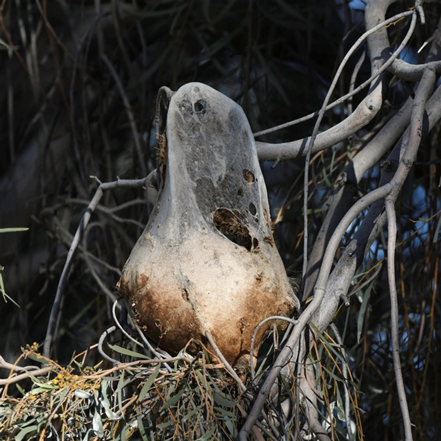 Nests