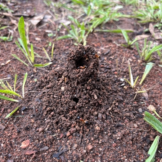Ants
