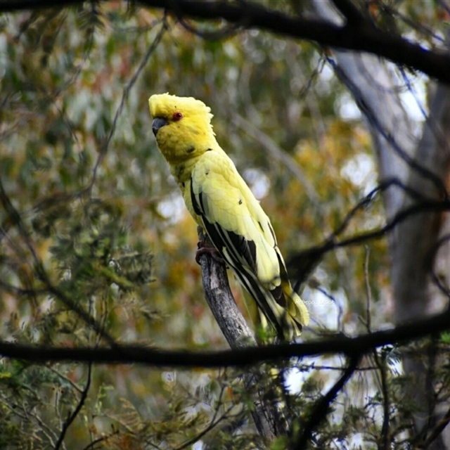 Leucistic and Melanistic Wildlife