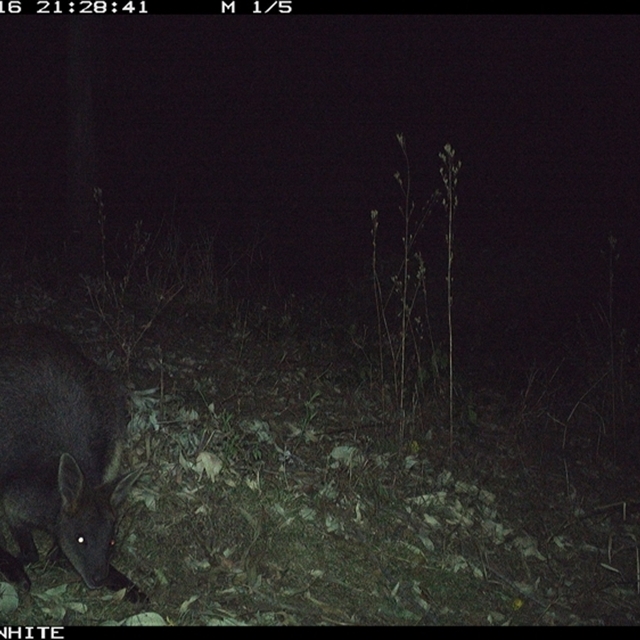 Land Libraries Survey - LLC29