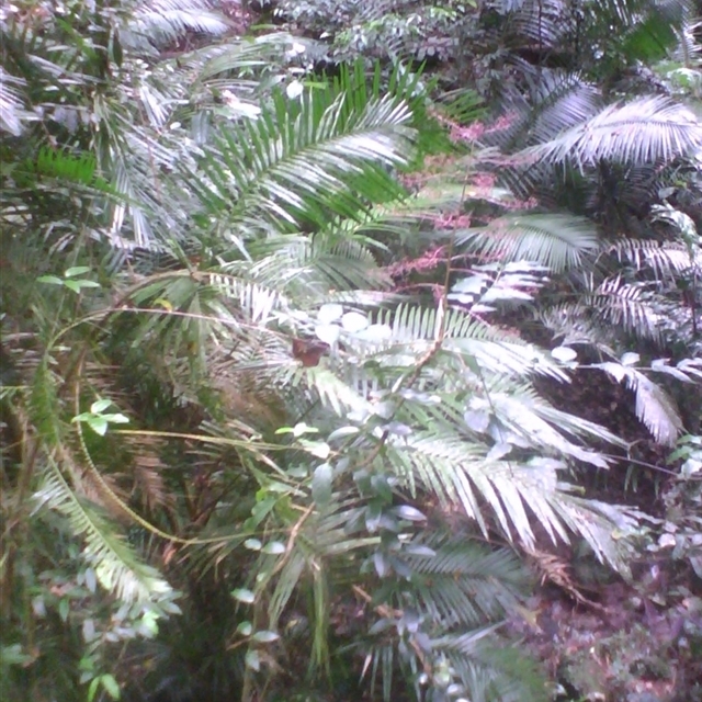 Sightings import Jinkalmu-ji [Mossy Gorge] 2014 March 18th–29th as at 2025 Nov. 16th