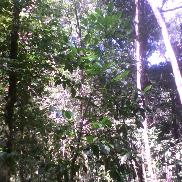 Sightings import Jinkalmu-ji [Mossy Gorge] 2014 April as at 2025 Nov. 15th