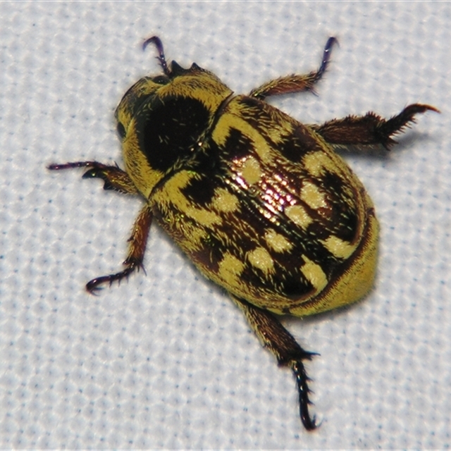 Shining Leaf Chafers - Subfamily Rutelinae