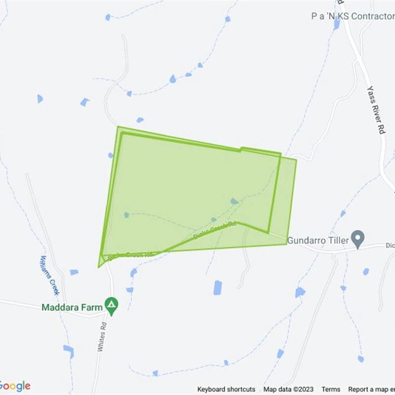 Gang Gang at Yass River