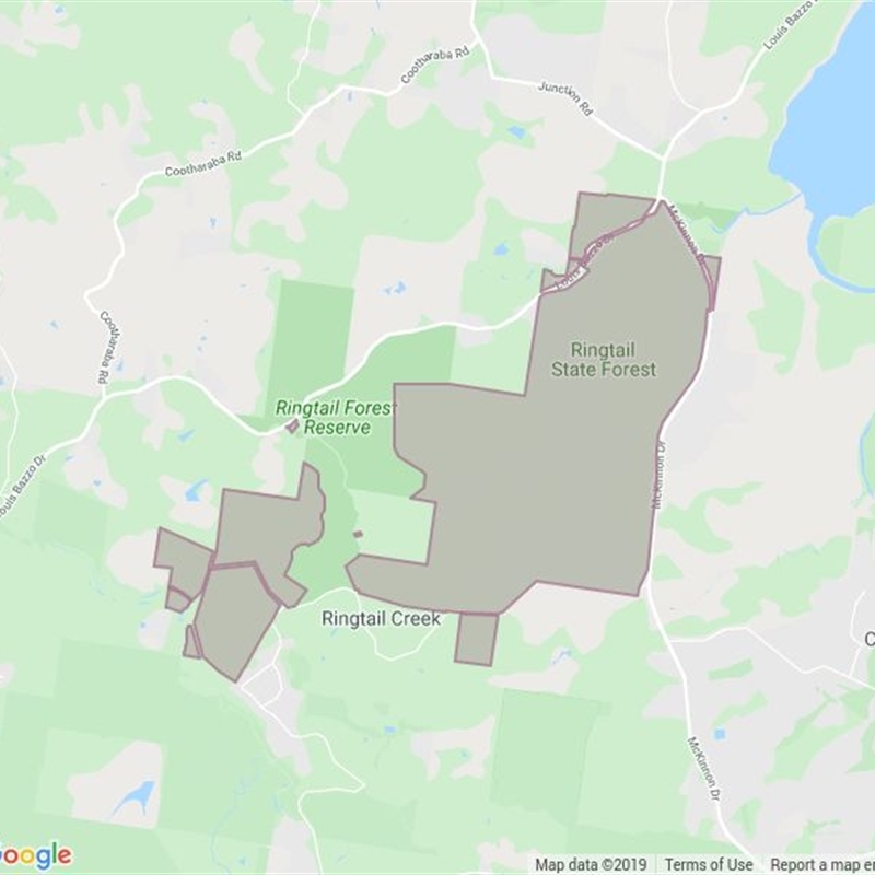 Ringtail State Forest