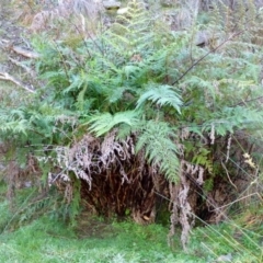 Pteris tremula (Tender Brake) at Acton, ACT - 30 May 2014 by RWPurdie