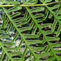 Pteris tremula (Tender Brake) at Black Mountain - 30 May 2014 by RWPurdie