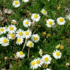 Calotis anthemoides (Chamomile Burr-daisy) at Farrer Ridge - 4 Oct 2003 by julielindner