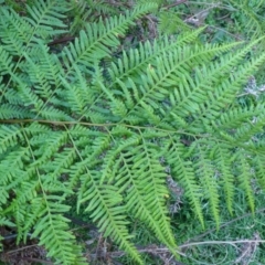 Pteris tremula (Tender Brake) at Black Mountain - 30 May 2014 by RWPurdie