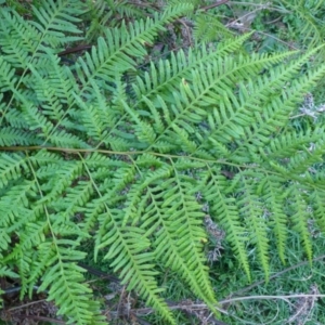 Pteris tremula at Acton, ACT - 30 May 2014