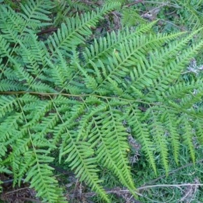 Pteris tremula (Tender Brake) at Black Mountain - 30 May 2014 by RWPurdie