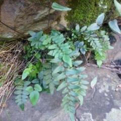 Pellaea calidirupium (Hot Rock Fern) at Black Mountain - 30 May 2014 by RWPurdie