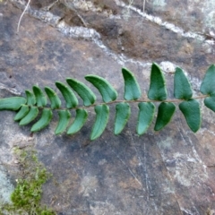 Pellaea calidirupium at Acton, ACT - 30 May 2014