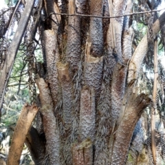 Cyathea australis subsp. australis (Rough Tree Fern) at Black Mountain - 5 Jun 2014 by RWPurdie
